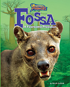 Fossa: A Fearsome Predator