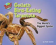 Goliath Bird-Eating Tarantula