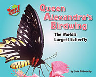 Queen Alexandra's Birdwing
