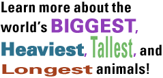 Learn more about the world's biggest, heaviest, tallest, and longest animals!
