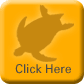 Leatherback Turtle 1