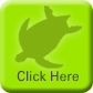 Leatherback Turtle 3