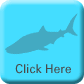 Whale Sharks 2